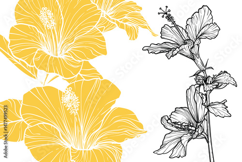 Hibiscus flowers, vector format, hand drawn outline. Easy to edit, ready to use. A mix between a yellow and a black flower on a white background. 