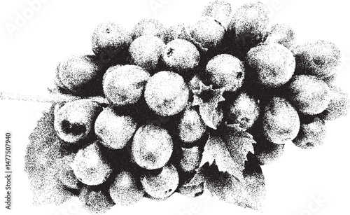 Black and white xerox effect vector illustration of a bunch of grapes with leaves isolated on white background grainy textured fruit healthy food winemaking ingredient vintage style design element