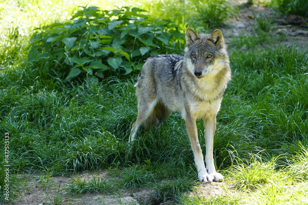 Wolf (Canis lupus lupus) Canidae family, in a forest in Lower Saxony, Germany. Wolf (Canis lupus lupus) Canidae family, in a forest in Lower Saxony, Germany.