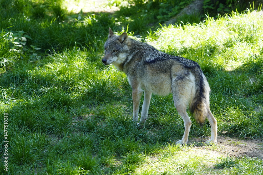 Fototapeta premium Wolf (Canis lupus lupus) Canidae family, in a forest in Lower Saxony, Germany.