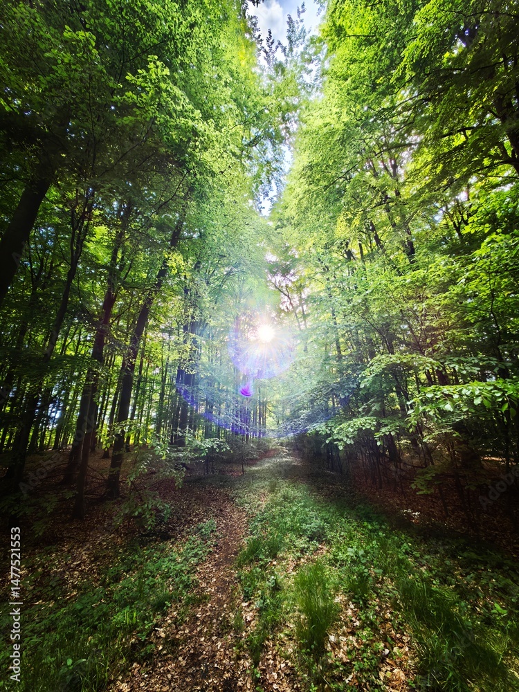 Fototapeta premium path in the forest