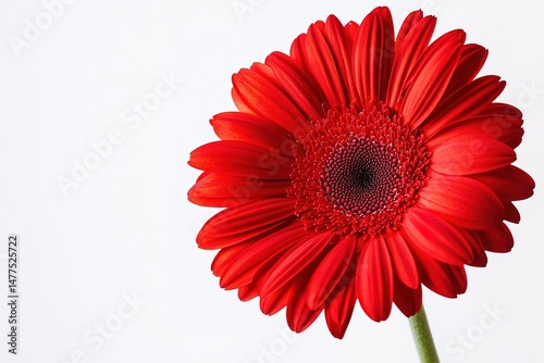 A striking red gerbera daisy with a large, vivid bloom, isolated on a clean white backdrop