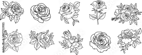 Hand drawn roses flowers line art illustration with floral botanical elements nature outline and sketch style