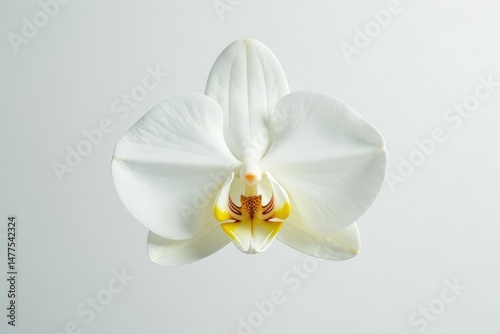 Delicate white orchid blossom, pristine petals against pure white backdrop, image, blossom, serene