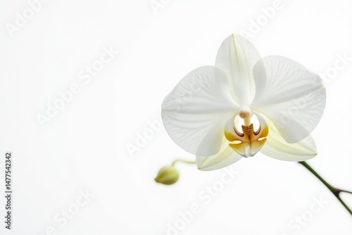 Delicate white orchid blossom on stark white background, nature, stock photo, white