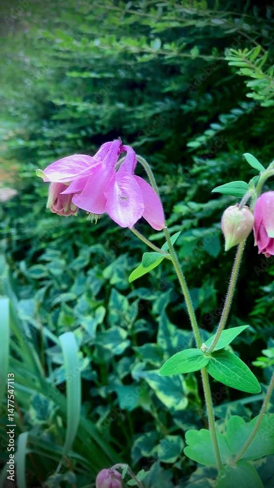 Fleur d'Ancolie.
