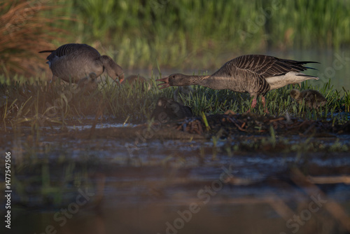 A goose protecting its young.