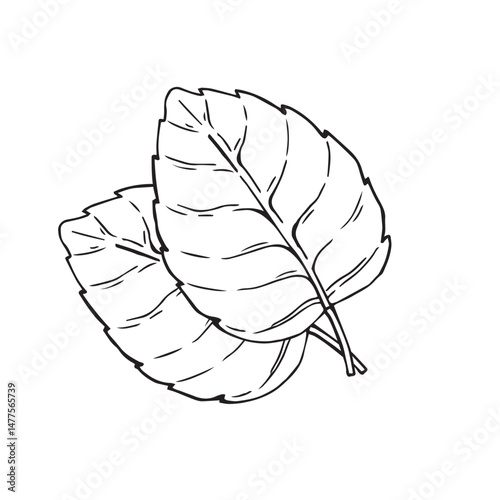 Sprig of mint leaves vector illustration. Fresh leaves. Etching of kitchen plant for aromatherapy or cooking. Outline drawing of medical herb by black ink in linear style. 