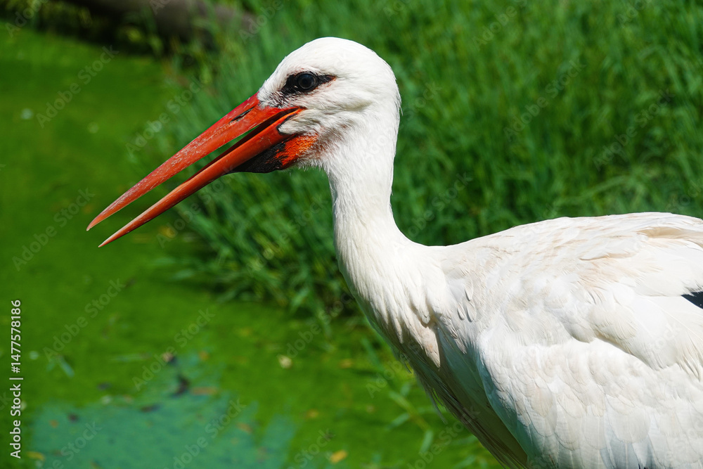 Fototapeta premium stork bird with a red beak looking for food