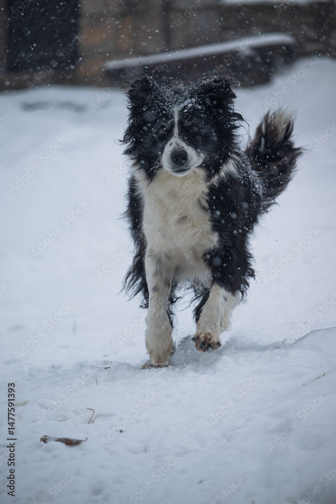 Naklejka premium dog in snow