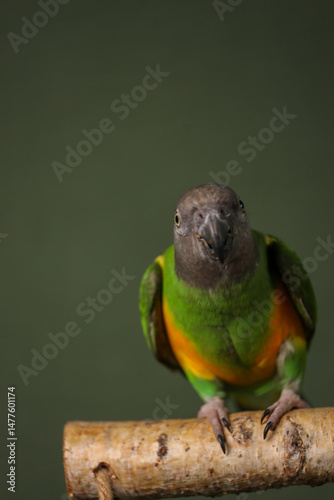 Senegalese parrot on a dark background