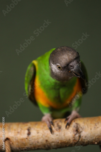 Senegalese parrot on a dark background