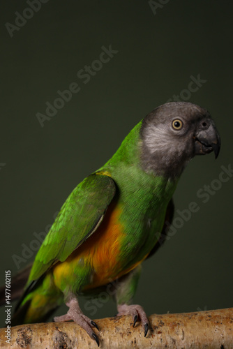 Senegalese parrot on a dark background