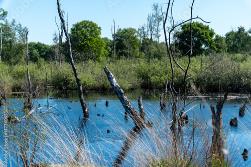 Dead trees emerging from the swamp water in nature reserve. Wooldse veen, gelderland, netherlands