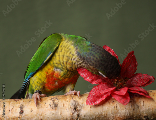 Pyrrhums on a dark background and a flower