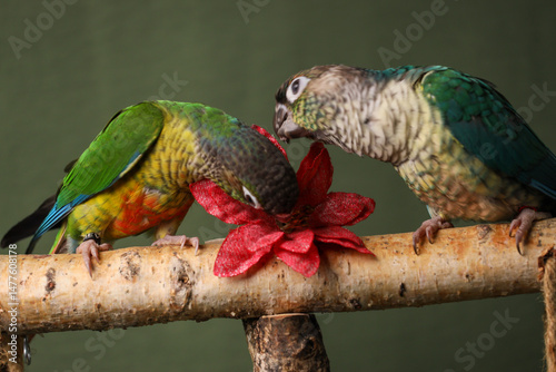 Pyrrhums on a dark background and a flower