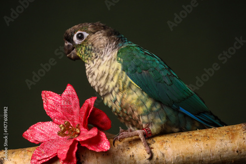 Pyrrhums on a dark background and a flower