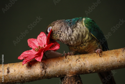 Pyrrhums on a dark background and a flower