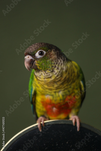 Portrait of a Pirrura parrot on a dark background