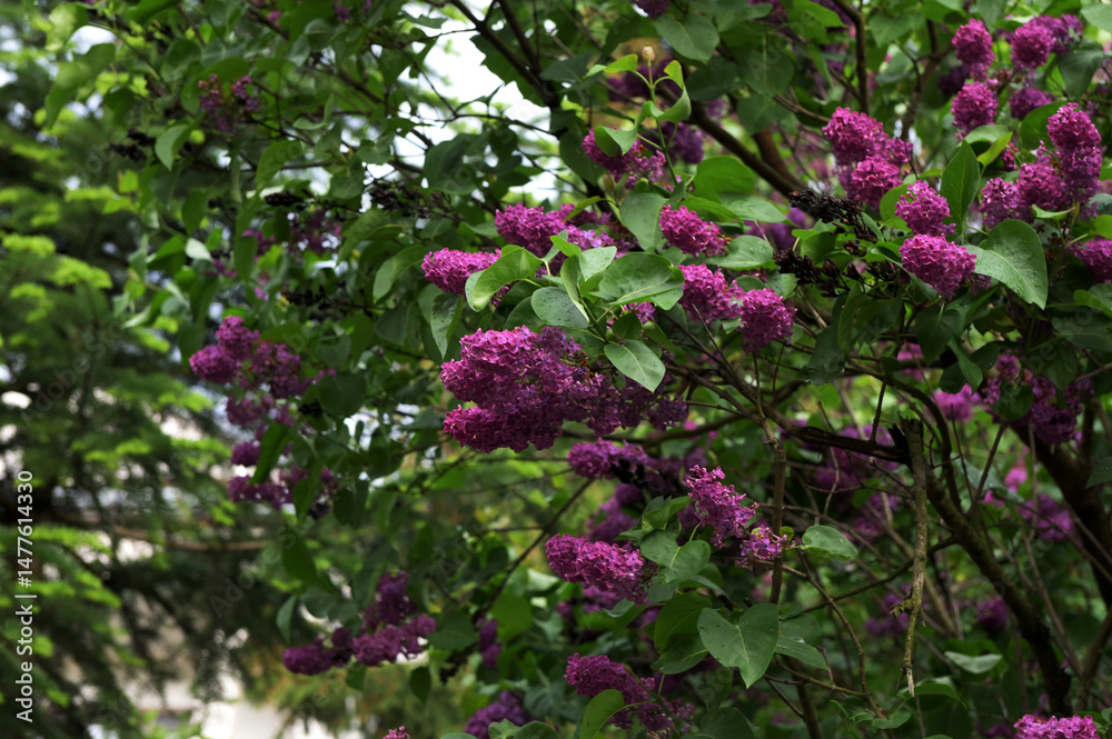 Obraz premium Lilac flowering branch surrounding by green leaves