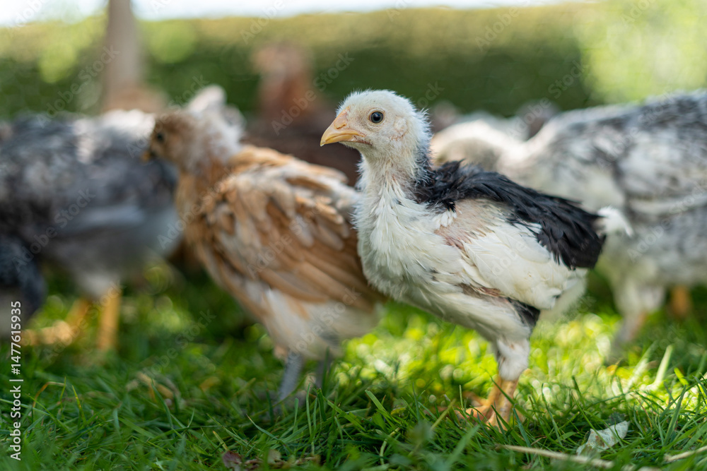 Obraz premium Different color young hens freely walking on green grass