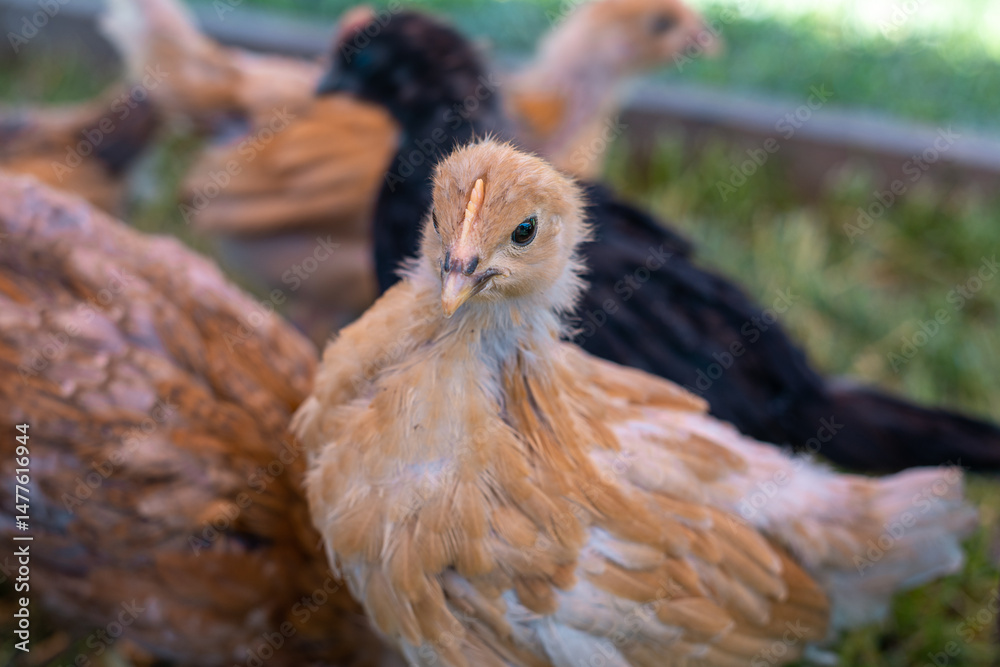 Fototapeta premium Young brown chicken with siblings on organic farm in enclosure