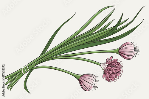 170 spring onions, fresh pink scallions, allium bulb flowers, vibrant green stems, close-up nature still life, minimalist organic arrangement, soft white background, high key lighting, detailed textur