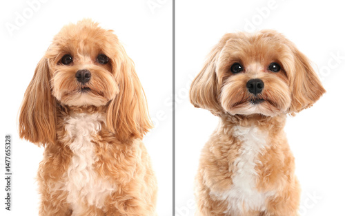 Cute Maltipoo dog before and after hair care on white background, collage. Pet grooming photo