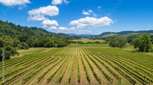 Wallpaper Mural Aerial view of lush vineyard in full bloom california landscape photography sunny environment expansive viewpoint Torontodigital.ca