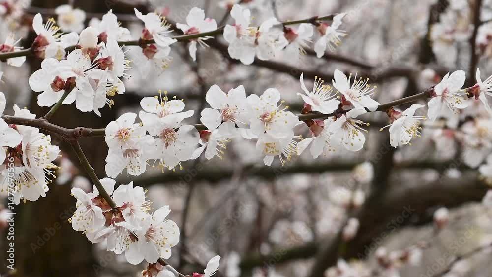 snow is falling against the background of blooming white apricot flowers in close-up. snow is falling against the background of blooming white apricot flowers in close-up.