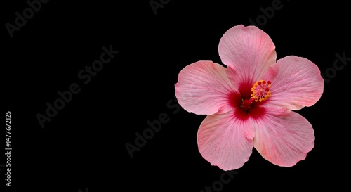 Pink Flower Blossom Isolated on Black Background