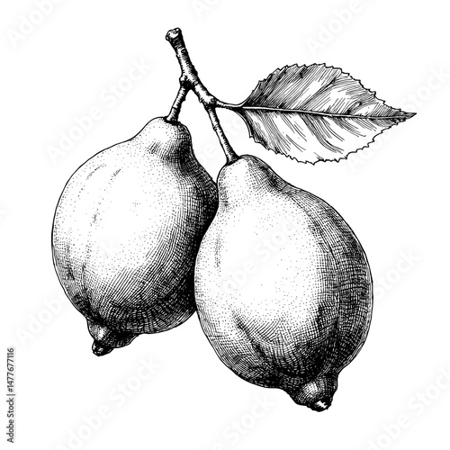 Vintage black ink sketch of two lemons with leaves on branch  