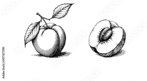 Vintage black ink sketch of peach and sliced peach with pit  