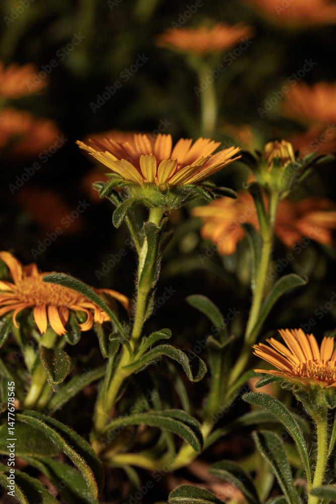 Vibrant orange asteriscus maritimus flowers blooming in garden