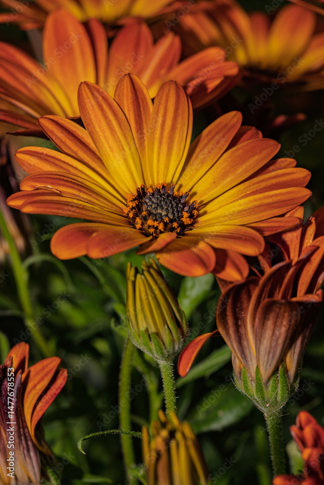 Orange and yellow osteospermum showing its beautiful petals and buds