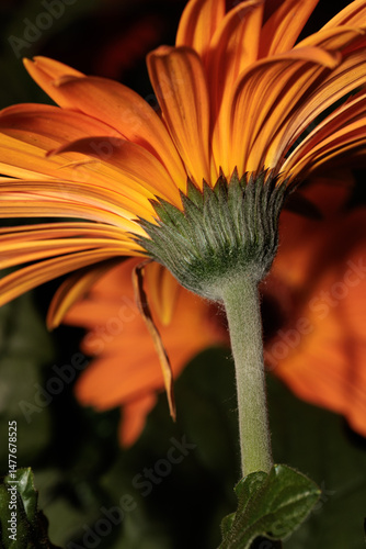 Obraz na płótnie Orange gerbera flower showing its stem and sepals w salonie