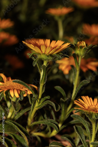 Obraz na płótnie Vibrant orange asteriscus maritimus flowers blooming in garden w salonie