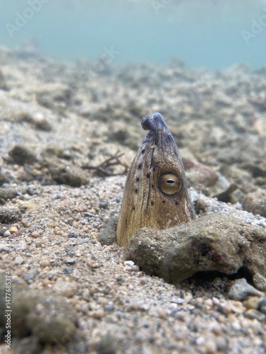 Snake eel half burried in the sand
