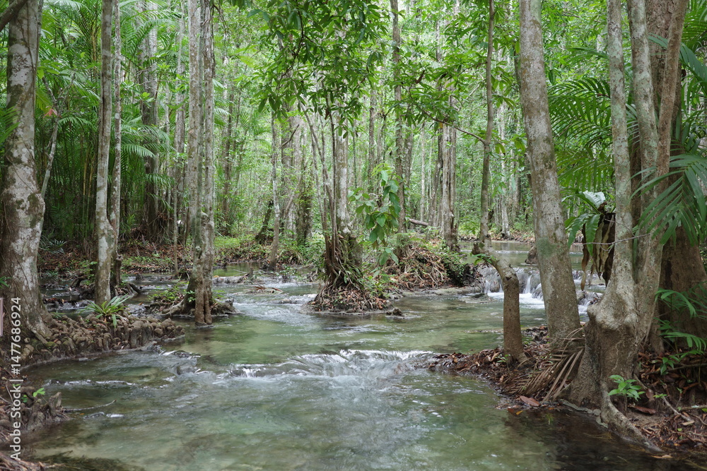 Fototapeta premium Clear water flows gently through a lush tropical forest, surrounded by tall trees and vibrant green foliage. The serene atmosphere captures the untouched beauty of nature at its best.