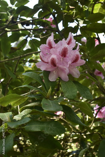 garden, nature, grass, trees, forest, tree, stone, landscape, path, plant, summer, park, spring, water, road, leaf, steps, walk, bush, outdoors, footpath, environment, flower, field, foliage