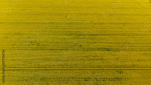 Wallpaper Mural Drone llandscape of a yellow rapeseed field at sunset. Sunlight illuminates yellow canola. Agricultural field aerial drone view. Rural landscape.	
 Torontodigital.ca