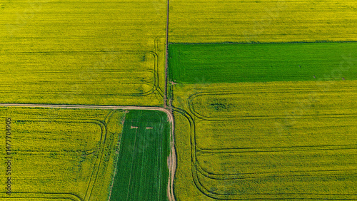 Drone flight above a yellow rapeseed field at sunset. Sunlight illuminates yellow canola. Agricultural field aerial drone view. Rural landscape	