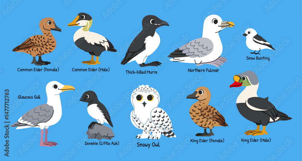 Fototapeta premium Children's arctic birds cartoon set. Northern birds with names, snowy owl, eider, gull, murre, snow bunting, fulmar and little auk.