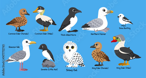 Children's arctic birds cartoon set. Northern birds with names, snowy owl, eider, gull, murre, snow bunting, fulmar and little auk.