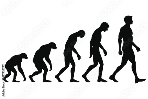 silhouette of a human evolution vector 
