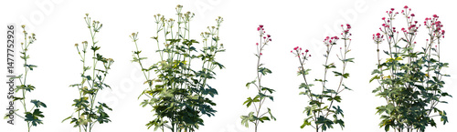 Fotografía Set of Astrantia major (the great masterwort) frontal isolated png on a transpar