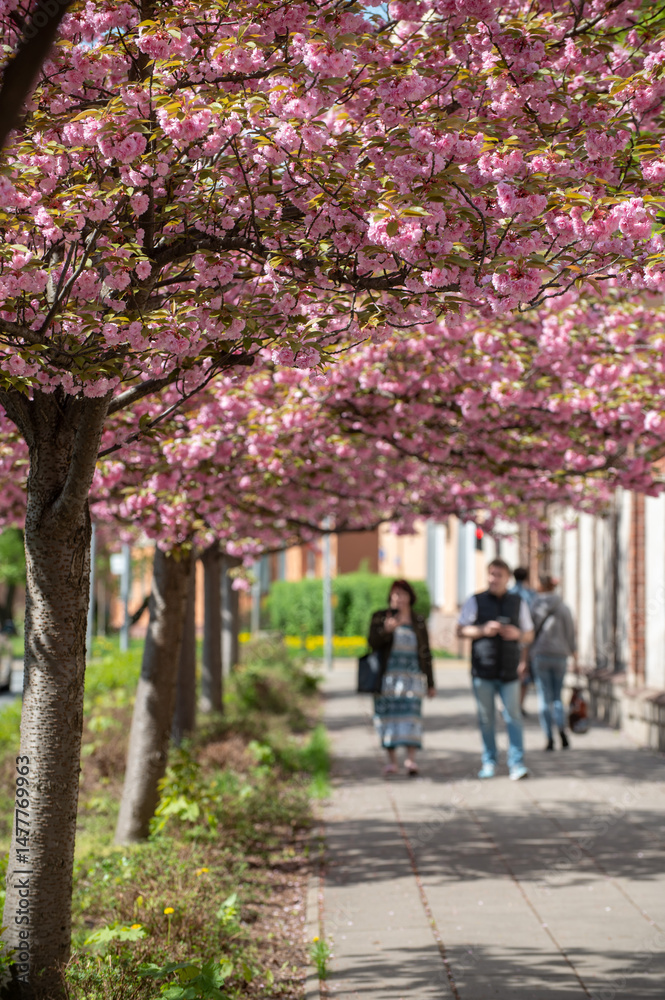 Fototapeta premium Ulica Zytnia, kwitnaca wisnia, Warszawa, Polska