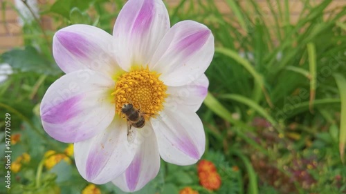 Bee pollinating a vibrant pink and white flower in a lush garden setting.