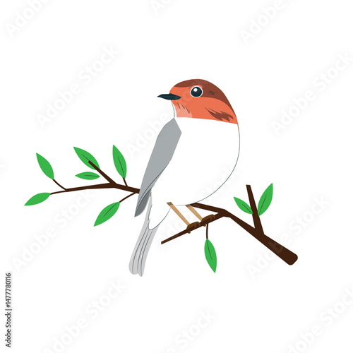 robin on a branch