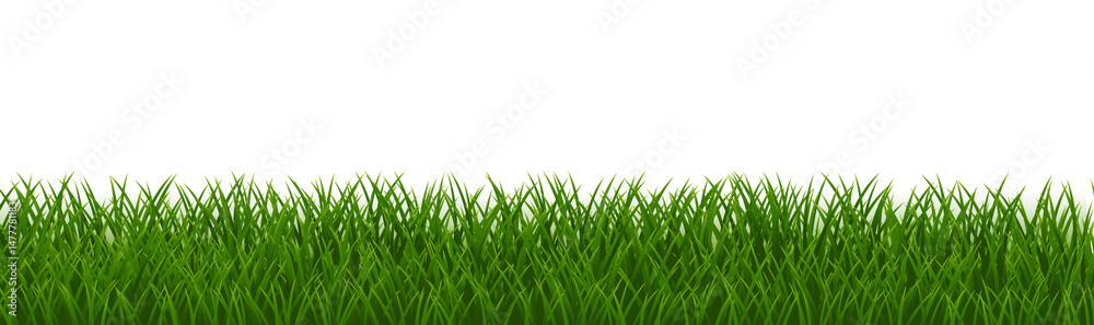 Fototapeta premium Grass Frame With Isolated White Background